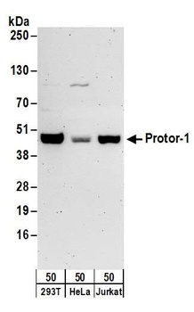 Rabbit Protor-1 Antibody