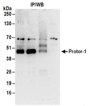 Rabbit Protor-1 Antibody
