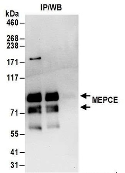 MEPCE Antibody