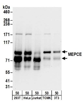 Rabbit anti-MEPCE Antibody