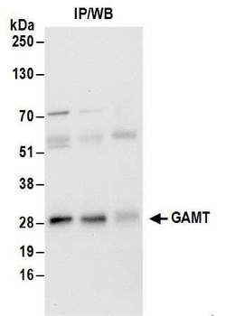 Rabbit anti-GAMT Antibody