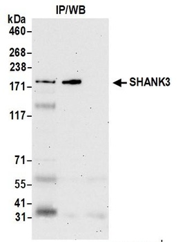 SHANK3 Antibody
