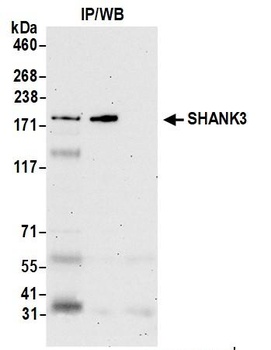 Rabbit anti-SHANK3 Antibody