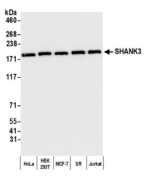 SHANK3 Antibody