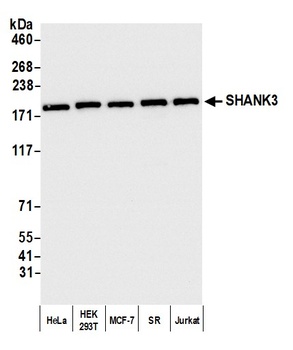 Rabbit anti-SHANK3 Antibody