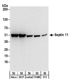 Rabbit Septin 11 Antibody