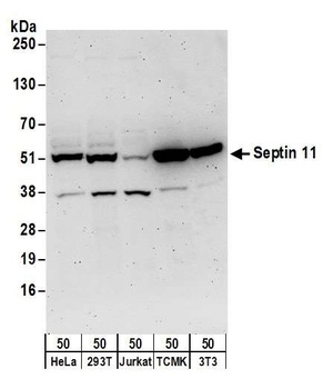 Rabbit Septin 11 Antibody