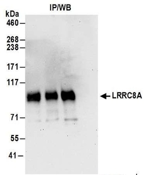 LRRC8A Antibody