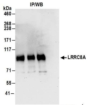 Rabbit anti-LRRC8A Antibody