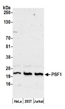 Rabbit PSF1 Antibody