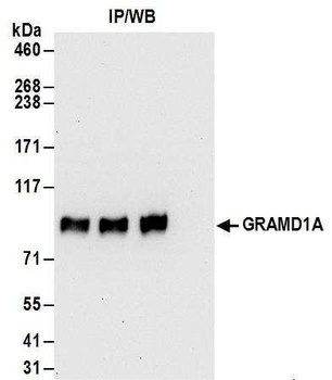 Rabbit anti-GRAMD1A Antibody