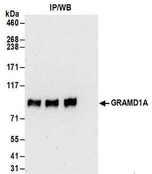 GRAMD1A Antibody