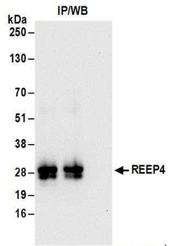 Rabbit anti-REEP4 Antibody