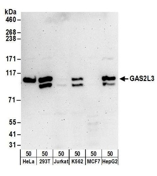 Rabbit GAS2L3 Antibody