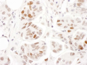 Rabbit anti-Phospho SMC1 (S957) Antibody