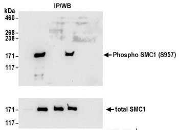 Rabbit anti-Phospho SMC1 (S957) Antibody