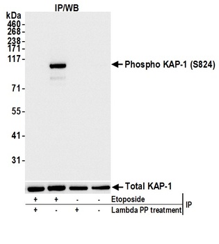 Rabbit anti-Phospho KAP-1 (S824) Antibody