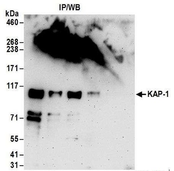 KAP-1 Antibody