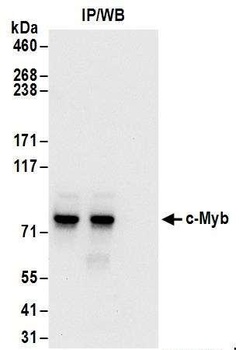 c-Myb Antibody