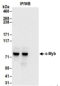 Rabbit anti-c-Myb Antibody