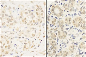 Rabbit anti-c-Myb Antibody
