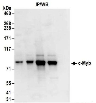 Rabbit c-Myb Antibody