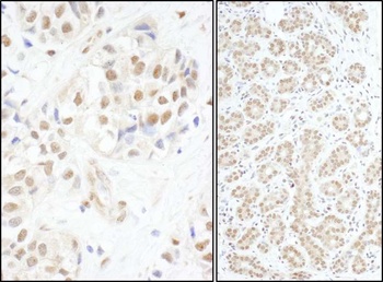 Rabbit anti-c-Myb Antibody