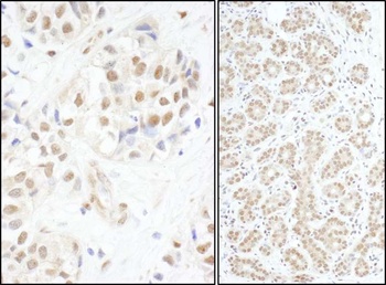 c-Myb Antibody