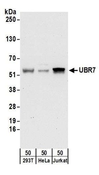 Rabbit UBR7 Antibody