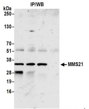Rabbit anti-MMS21 Antibody