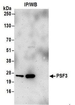 PSF3 Antibody