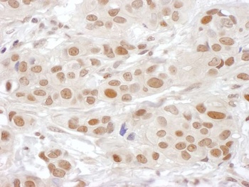 PSF3 Antibody