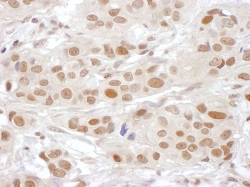 Rabbit anti-PSF3 Antibody