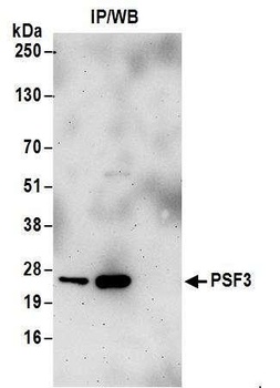 Rabbit anti-PSF3 Antibody