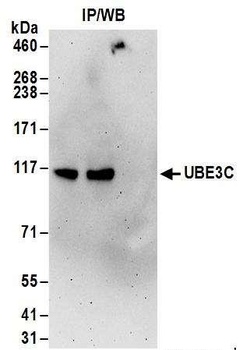 Rabbit anti-UBE3C Antibody