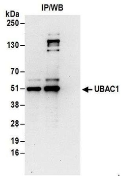UBAC1 Antibody
