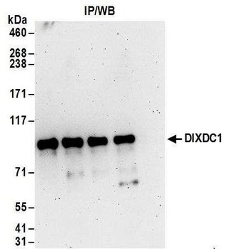 Rabbit DIXDC1 Antibody