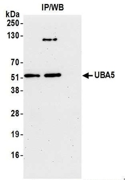 UBA5 Antibody