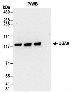 Rabbit anti-UBA6 Antibody