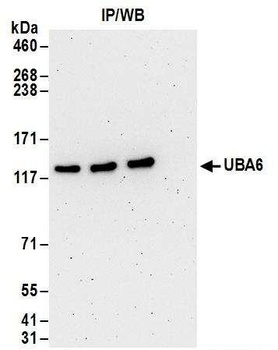 Rabbit anti-UBA6 Antibody
