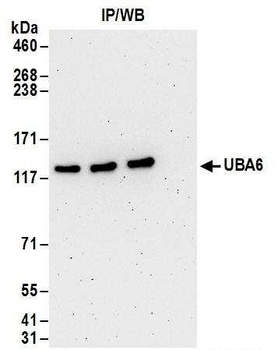 UBA6 Antibody