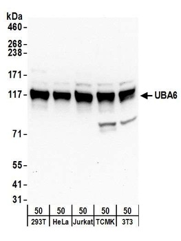 Rabbit UBA6 Antibody