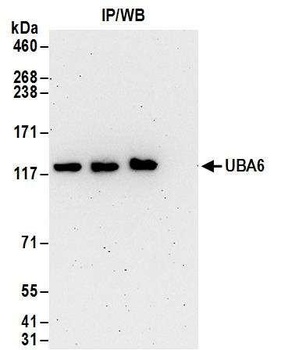 Rabbit anti-UBA6 Antibody