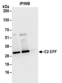 E2-EPF Antibody