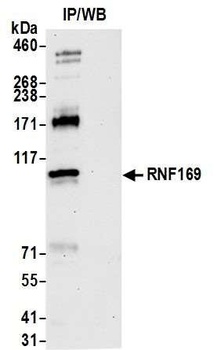 Rabbit anti-RNF169 Antibody