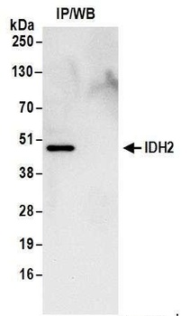 IDH2 Antibody