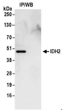 Rabbit anti-IDH2 Antibody