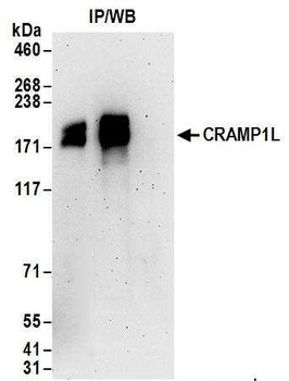 Rabbit anti-CRAMP1L Antibody