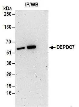 Rabbit anti-DEPDC7 Antibody