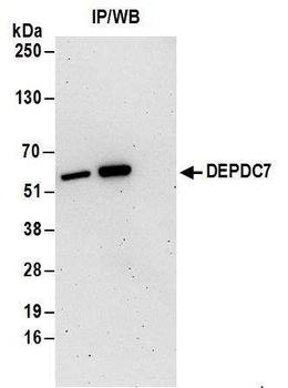DEPDC7 Antibody
